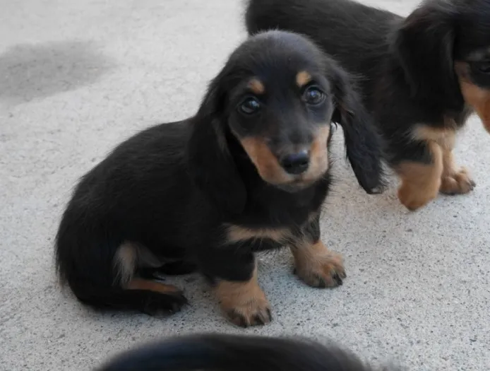 ID:1408-00227の子犬