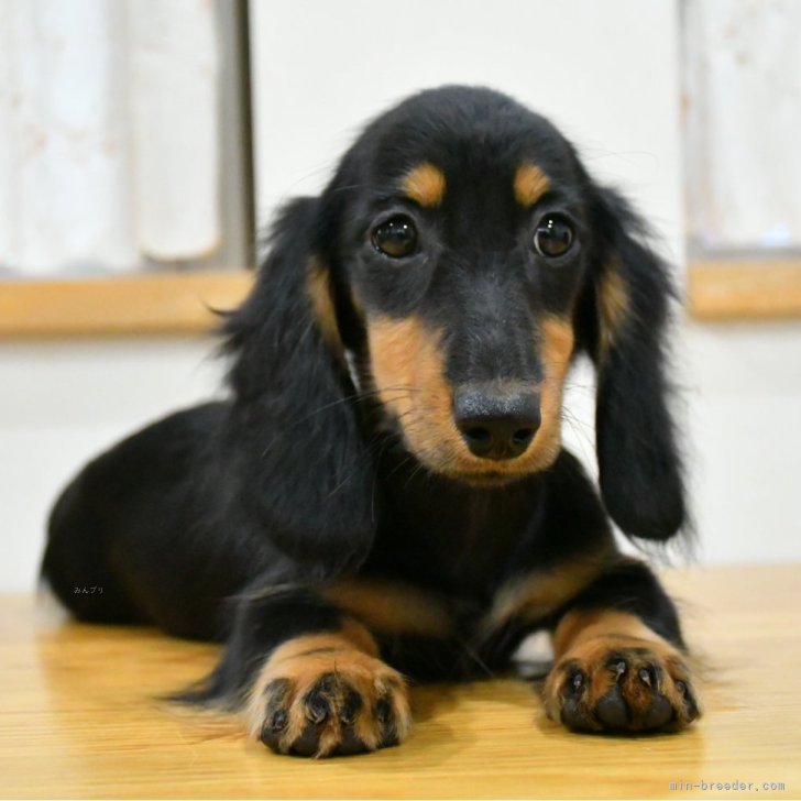 dog_img_1_59eafd5d7553.jpg