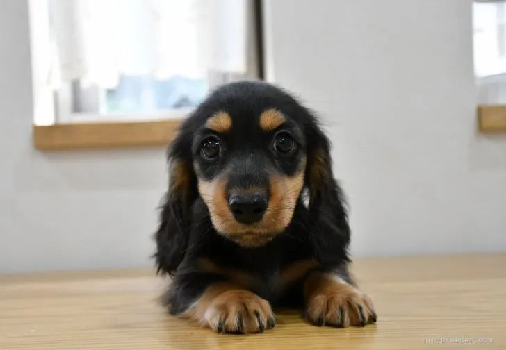 ミニチュアダックスフンド(ロング)【愛知県・男の子・2021年8月17日・ブラック&amp;タン】の写真1「10/10日撮影」