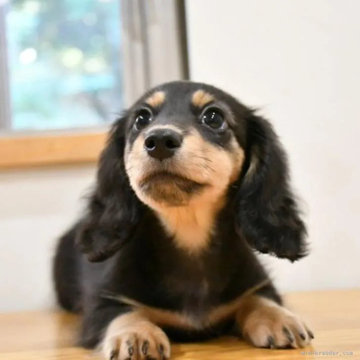 ID:2209-04030の子犬