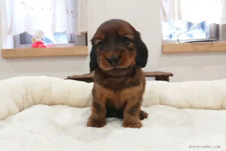 ID：1912-00060の子犬