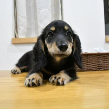 ミニチュアダックスフンド(ロング)【愛知県・男の子・2022年4月23日・ブラック&イエロー】の写真「ダックス専門犬舎！きれいなブラック&イエロー♪」