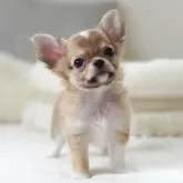 チワワ(ロング)