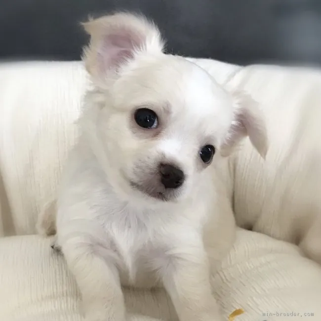 ID:1807-00671の子犬