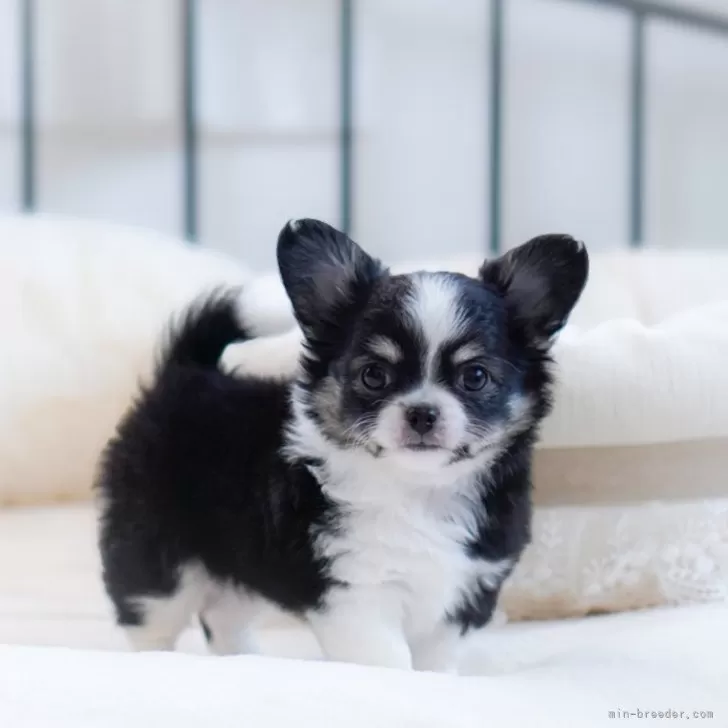 ID：2404-01186の子犬