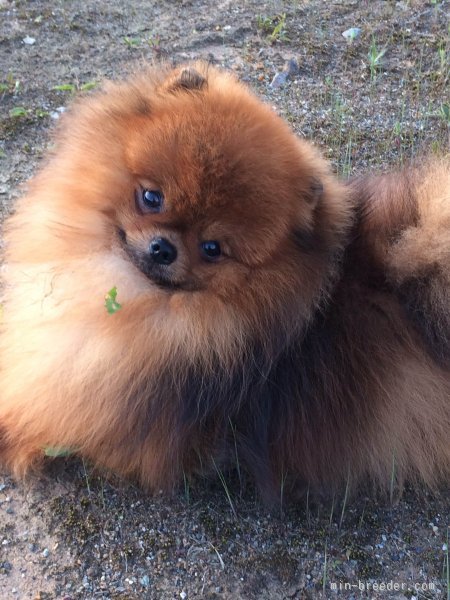 当犬舎看板犬のJKC.CHアッシュくん。｜富岡　英子(とみおか　ひでこ)ブリーダー(新潟県・ポメラニアンなど・JKC登録)の紹介写真1