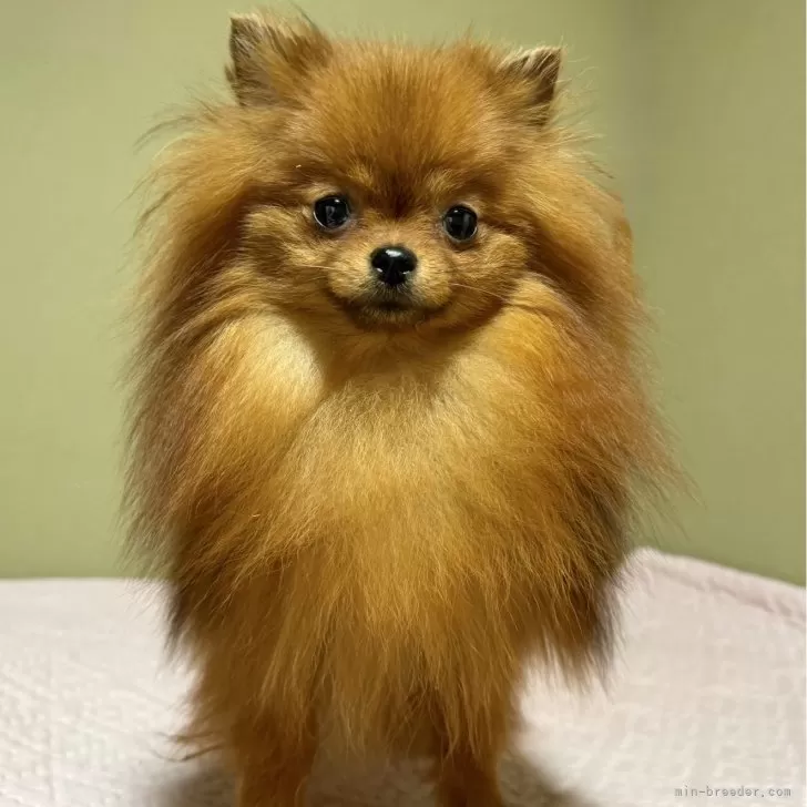 ポメのすけ様専用