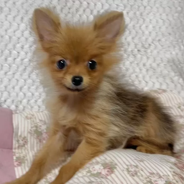 ID：2507-09314の子犬