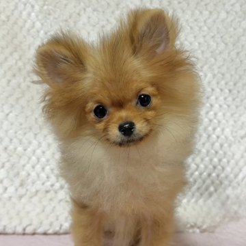 ポメラニアン【新潟県・男の子・2025年6月17日・オレンジ】の写真「甘いお顔のかわいい男の子です」