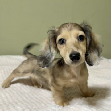 カニンヘンダックスフンド(ロング)【新潟県・男の子・2025年6月21日・シェーデッドイエロー】の写真「性格良く、からだの構成がよい男の子です」