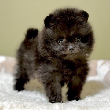 ポメラニアン【新潟県・男の子・2025年4月12日・ブラック】の写真「まっ黒、かわいくて小振りな男の子です。」