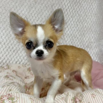 チワワ(ロング)【新潟県・男の子・2025年5月14日・レッド&ホワイト】の写真「CH直子、小振りでベビーフェイスな男の子」