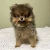 ポメラニアン