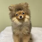 ポメラニアン