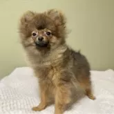ポメラニアン