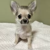 チワワ(ロング)