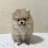 ポメラニアン【新潟県・女の子・2025年6月13日・ウルフセーブル】の写真3