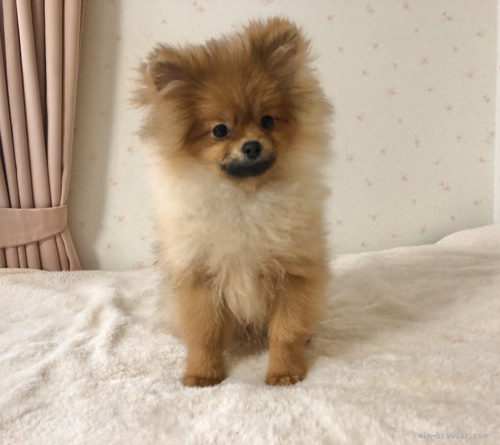 ポメラニアン 新潟県 男の子 21年7月13日 オレンジ 毛量バツグン かわいい 性格の男の子です みんなのブリーダー 子犬id 2111