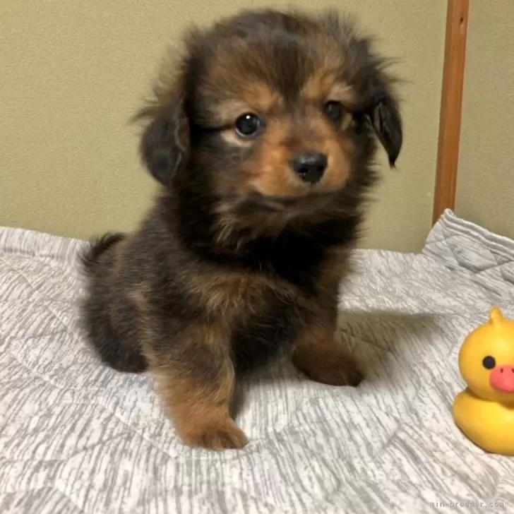 ID：2401-05805の子犬