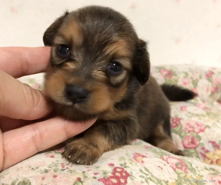 ID：2009-00048の子犬