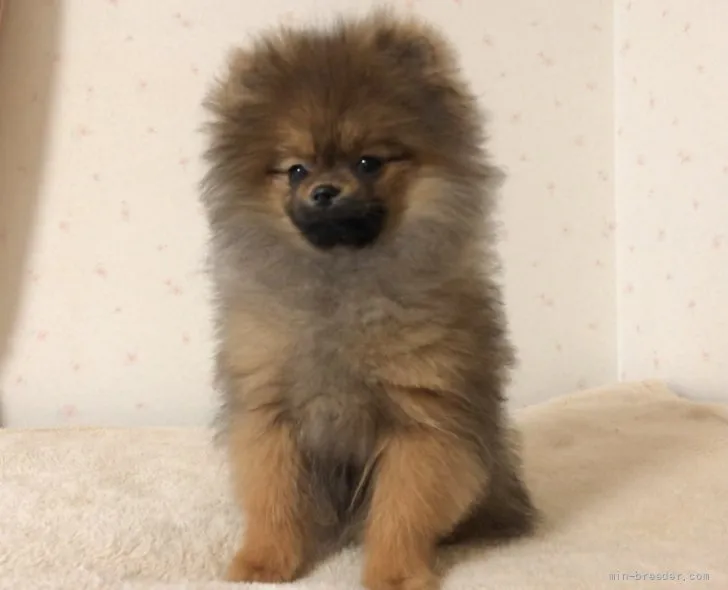 ID：2111-00951の子犬