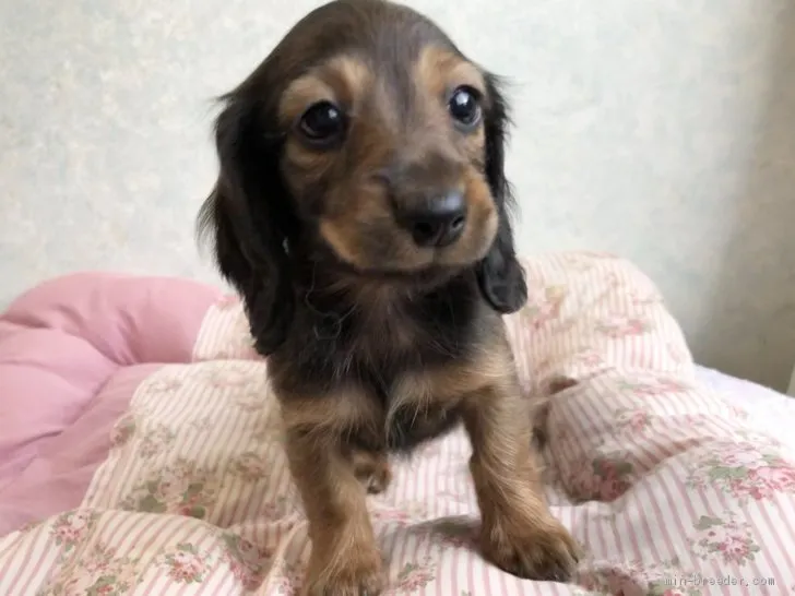 H.K 様のお迎えした子犬