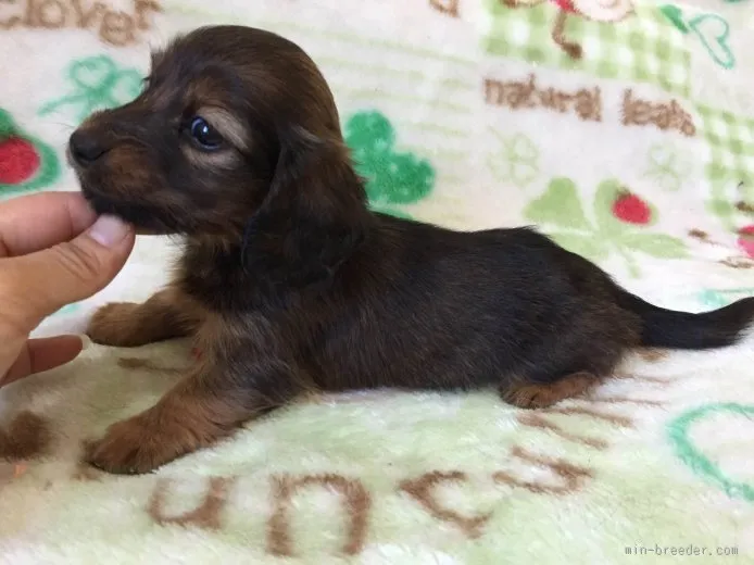 たかひろ 様のお迎えした子犬