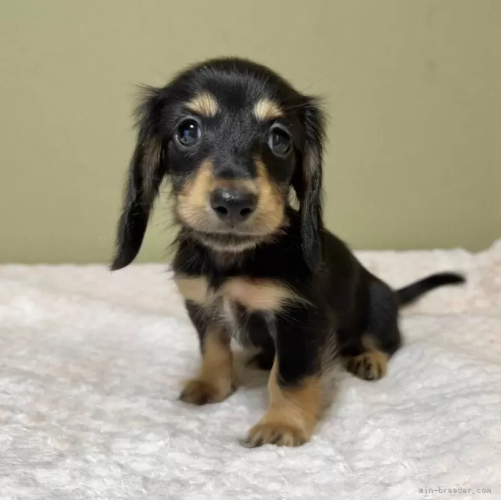 ID:2408-05822の子犬