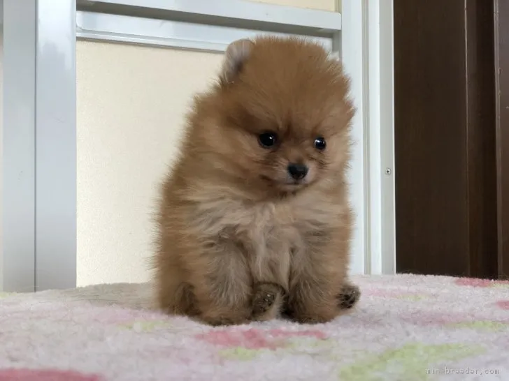 ID：1803-01982の子犬