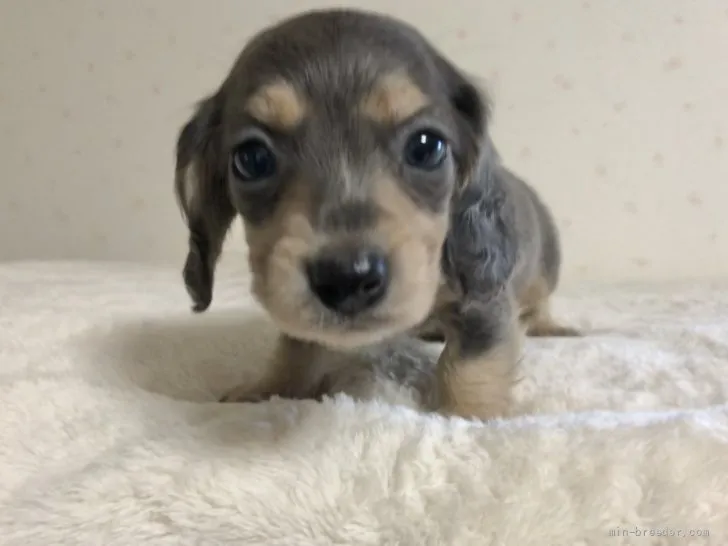 Y.H 様のお迎えした子犬