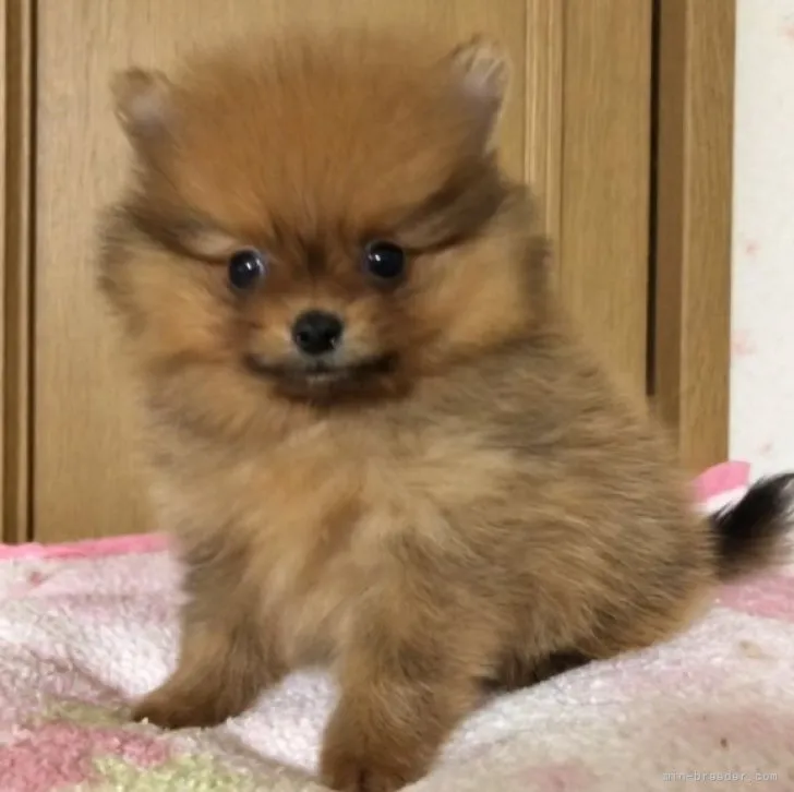ID：2304-01401の子犬