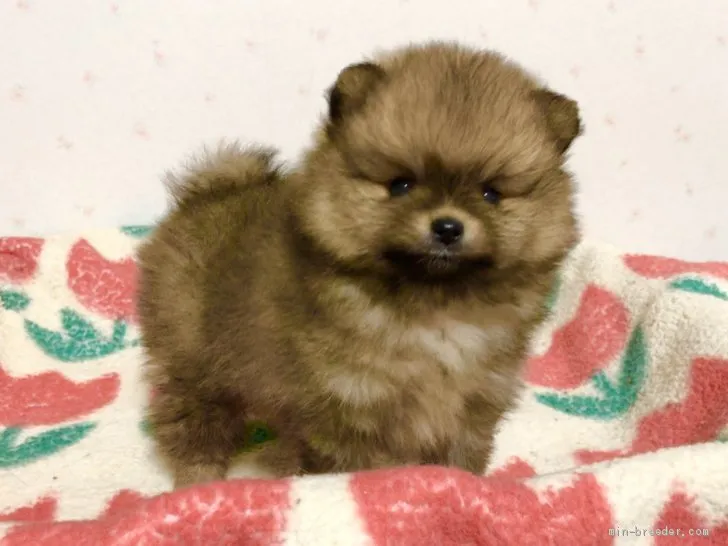 ID：2012-01234の子犬