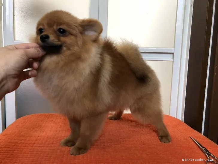 ID:1801-00958の子犬