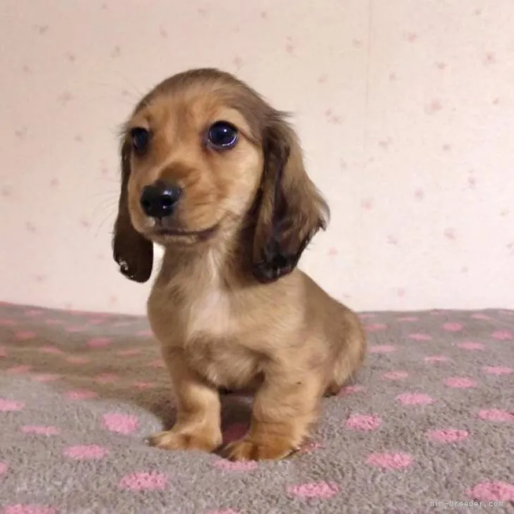 ID：2301-00769の子犬