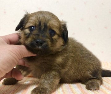 ポメラニアン×ミニチュアダックス【新潟県・女の子・2020年2月15日・レッド】の写真「あんよ短め、優しいお顔の可愛い女の子」