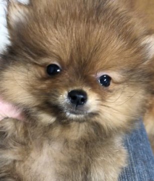 ポメラニアン【新潟県・男の子・2021年3月20日・オレンジセーブル】の写真「CH直子。甘くてかわいいお顔の男の子です。」