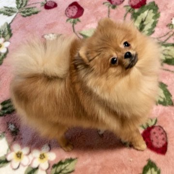 ポメラニアン【新潟県・男の子・2023年6月12日・オレンジ】の写真「CH直子。小振りでかわいいお顔の男の子です。」