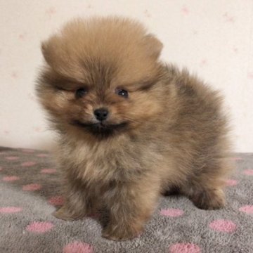 ポメラニアン【新潟県・男の子・2023年2月25日・オレンジ】の写真「良血統、甘くてかわいいお顔の男の子です。」