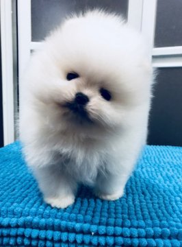 ポメラニアン【新潟県・男の子・2017年12月1日・ホワイト】の写真「純白、血統書オールホワイト」