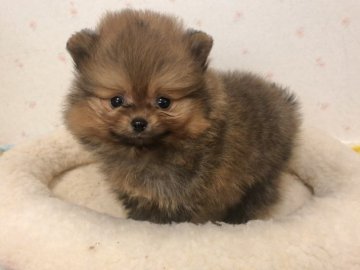 ポメラニアン【新潟県・男の子・2020年12月17日・オレンジセーブル】の写真「CH直子。甘くてかわいいお顔の男の子です。」
