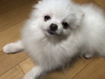 ポメラニアン【新潟県・男の子・2020年8月29日・ホワイト】の写真「真っ白で優しい男の子です」