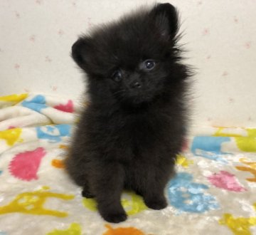 ポメラニアン【新潟県・男の子・2020年6月29日・ブラック】の写真「CH直子、良血統。ミスカラーなし可愛い男の子です。」