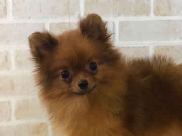 ポメラニアン【新潟県・男の子・2018年2月5日・オレンジ】の写真「JKC.CH直子、良血統。」