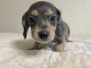 ミニチュアダックスフンド(ロング)【新潟県・男の子・2021年9月27日・ブルーイエローまたはイザベライエロー】の写真「きれいなカラーの優しいお顔の男の子です」