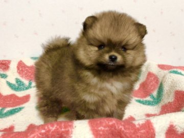 ポメラニアン【新潟県・男の子・2020年11月10日・オレンジ】の写真「良血統。まん丸でかわいいお顔の男の子です。」