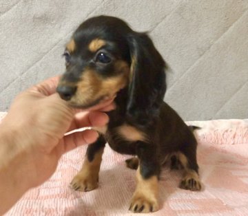 ミニチュアダックスフンド(ロング)【新潟県・女の子・2021年7月23日・ブラックタン】の写真「小さい優しいお顔の女の子です」