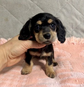 ミニチュアダックスフンド(ロング)【新潟県・女の子・2021年9月27日・ブラックタン】の写真「小さい優しいお顔の女の子です」