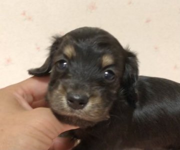 ミニチュアダックスフンド(ロング)【新潟県・女の子・2021年8月2日・ブラックタン】の写真「優しいお顔の女の子です」