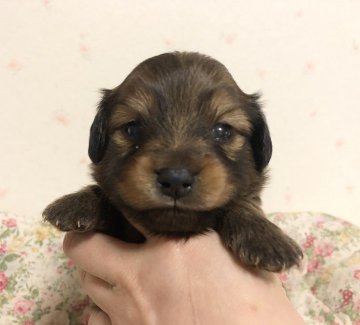 ポメラニアン×ミニチュアダックス【新潟県・男の子・2020年4月24日・レッド】の写真「あんよ短め、優しいお顔の可愛い男の子」