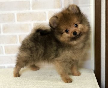 ポメラニアン【新潟県・男の子・2018年7月16日・オレンジ】の写真「CH直子、良血統。かわいい男の子です。」